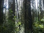 Sun Shower - Johnston Canyon Forest
